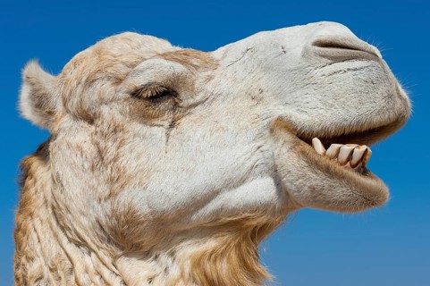 Dromedary (Camelus dromedarius), Arabian camel in head portrait, head, animal, farm animal, teeth,