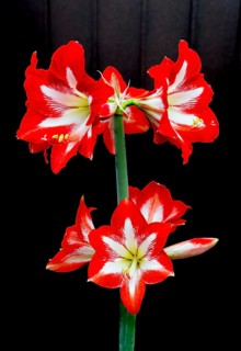 Red amaryllis with symmetrical petals against a dark background. Strong colours highlighted