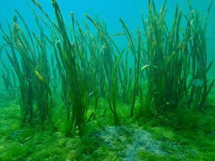 Green ribbon seaweed (Enhalus acoroides) growing on the seabed in an underwater world, dive site