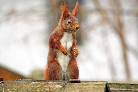 A red squirrel stands watchfully on a wooden background, surrounded by a natural autumn atmosphere,