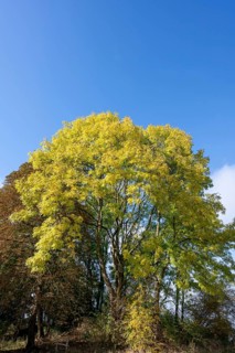 Autumn European ash (Fraxinus excelsior) Mecklenburg-Western Pomerania, Germany, Europe