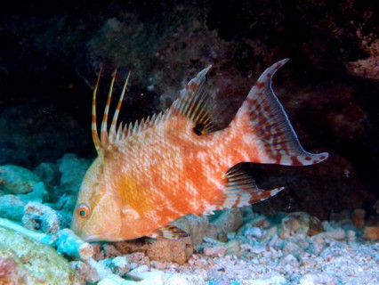 Hogfish (Lachnolaimus maximus) in search of food. Changes colour. Dive site John Pennekamp Coral