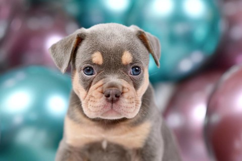 Portrait of 6 weeks old healthy tan French Bulldog dog puppy with colorful balloons in background