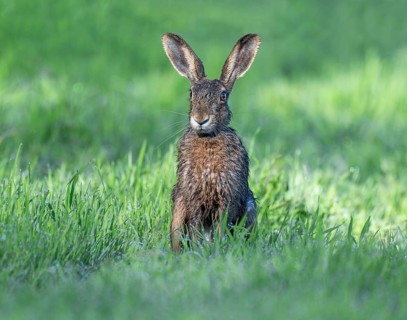 European hare (Lepus europaeus) sitting in a meadow, the fur is wet from the dew on the grass,