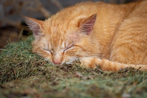 A deeply sleeping red felidae (Felis catus) on hay, Ternitz, Lower Austria, Austria, Europe