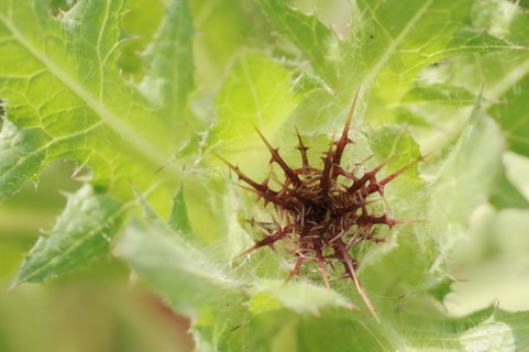 Benedict's weed (Centaurea benedicta, Cnicus benedictus), flower bud, medicinal plant, North