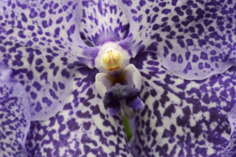 Orchid 'Vanda Trevor Rathbone' (Vanda hybride), flower detail, houseplant, North Rhine-Westphalia,