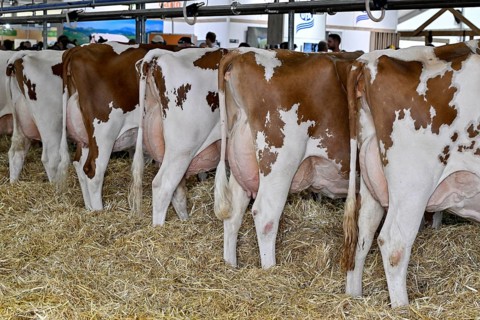 Dairy cows Red Holstein