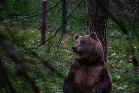 Brown bear, Müritz Bear Park, protection centre for brown bears from zoos, circuses and private