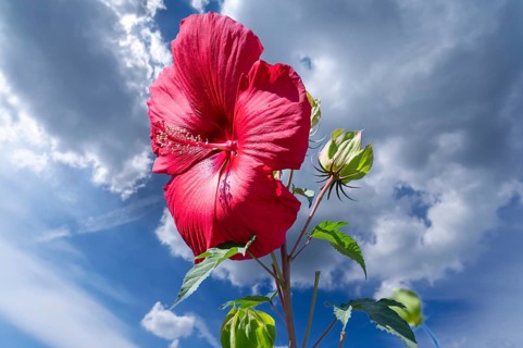 Blossom of a giant flowering hibiscus (Hibiscus moscheutos), blue sky, Baden-Württembetrg, Germany,