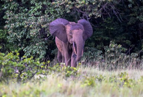 African forest elephant (Loxodonta cyclotis) in a clearing in Loango National Park, Parc National