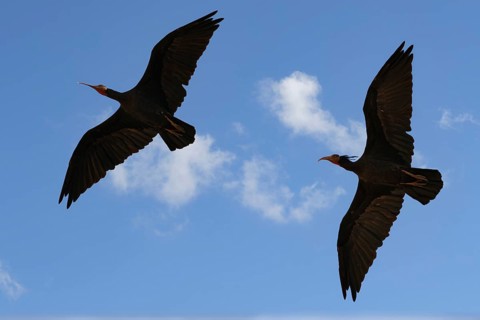 Flying Northern Bald Ibis, Geronticus eremita, Turkey, Asia