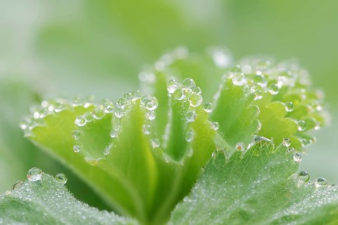 Garden lady's mantle (Alchemilla mollis), leaf with water droplets, North Rhine-Westphalia,