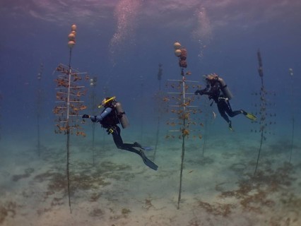 Coral farming. Divers clean the racks on which young specimens of Elkhorn coral (Acropora palmata)
