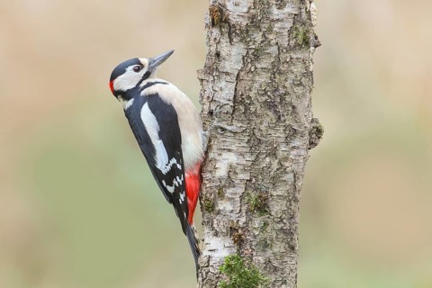 Great spotted woodpecker (Dendrocopus major) male on a birch tree, wildlife, woodpeckers, nature