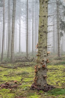 Fog in the larch forest (Larix decidua), Emsland, Lower Saxony, Germany, Europe