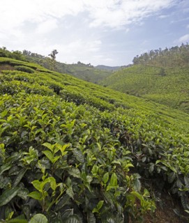 Green hilly landscape with tea plantations, Thekkady, Kerala, India, Asia