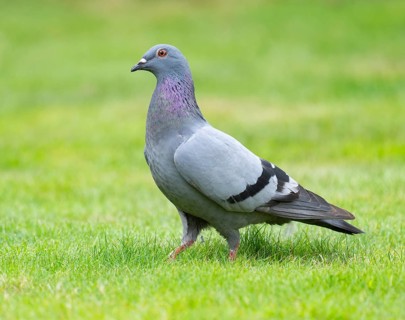 Domestic pigeon (Columba livia domestica) on a lawn, green area in search of food, Lower Saxony,