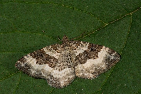 Grey-banded lavender moth (Epirrhoe alternata) on a large green leaf, Baden-Württemberg, Germany,