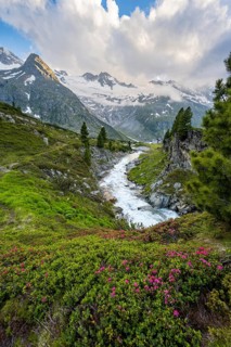 Mountain landscape with blooming alpine roses, mountain stream Zemmbach and mountain hut Berliner