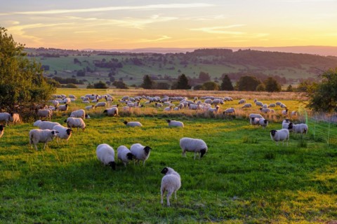 Rhön sheep, flock of sheep, sheep, sunrise, Hochrhön road, UNESCO biosphere reserve, near Hausen,