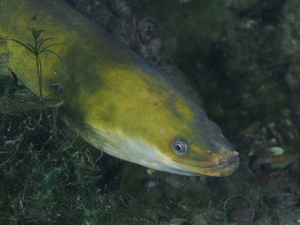 Close-up of European eel (Anguilla anguilla) at night, dive site Klosterinsel, Rheinau, Canton