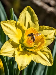 Honeybee collecting nectar from a vibrant yellow daffodil, showing intricate details of the flower