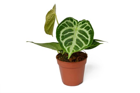 Exotic Anthurium Crystallinum houseplant with beautiful lace pattern on leaves in flower pot on