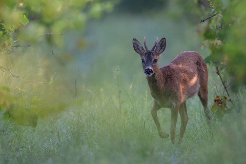 Roebuck in summer, leaf time, Wittlich, Rhineland-Palatinate, Germany, Europe