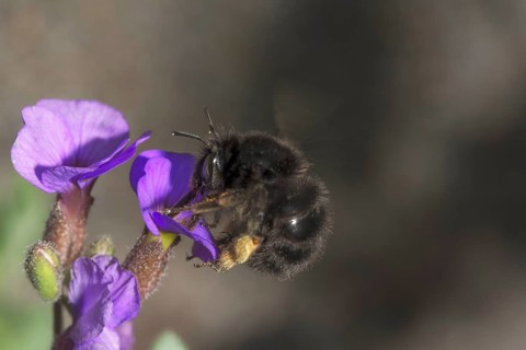 A spring fur bee (Anthophora plumipes), dark colour variant on blue cushion (Aubrietta),
