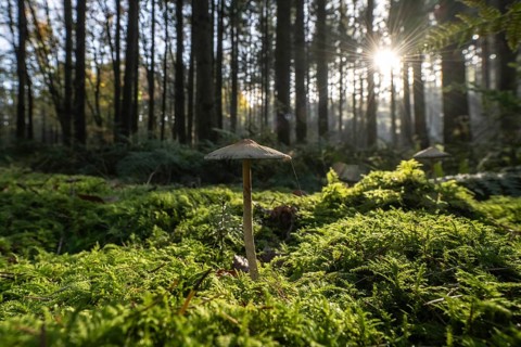 Helminth (Mycena) in spruce forest, Emsland, Lower Saxony, Germany, Europe