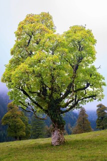 Maple trees, (Acer pseudoplataus), near the Wankerfleck, Ammergau Alps, Ostallgäu, Bavaria,