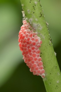 Channeled applesnail (Pomacea canaliculata), clutch, eggs, occurrence in South America