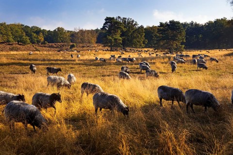 Sheep in the Westruper Heide in autumn, Haltern am See, Ruhr area, North Rhine-Westphalia, Germany,