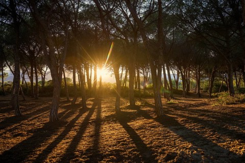Pine forest, Spiaggia di Isula Manna, sunset, Santa Maria Navarrese, Gulf of Orosei National Park,