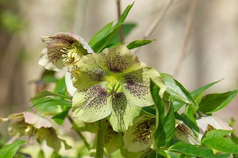 Oriental hellebore (Helleborus orientalis), Bavaria, Germany, Europe