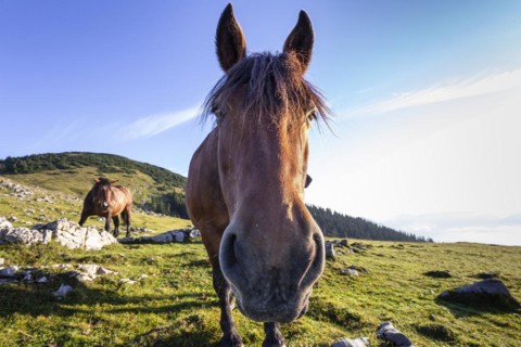 Horse looking curiously, head, portrait, alpine meadow, Simetsberg, Bavarian Alps, Bavaria,
