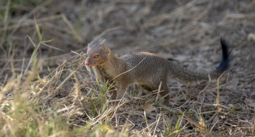Slender mongoose (Herpestes sanguineus) Kruger National Park, South Africa, Africa