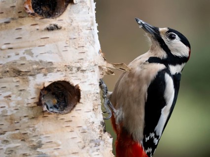 Great spotted woodpecker (Dendrocopos major) male, sitting at a feeder on the trunk of a birch