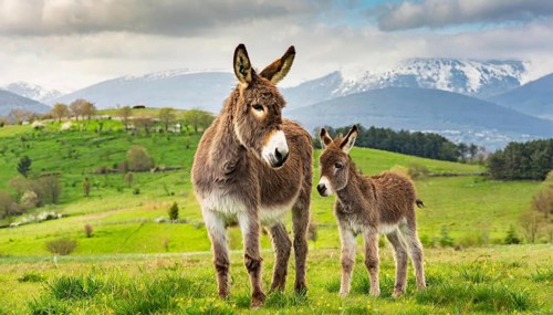 Young donkey, foal, 3 weeks old, with its mother in the pasture