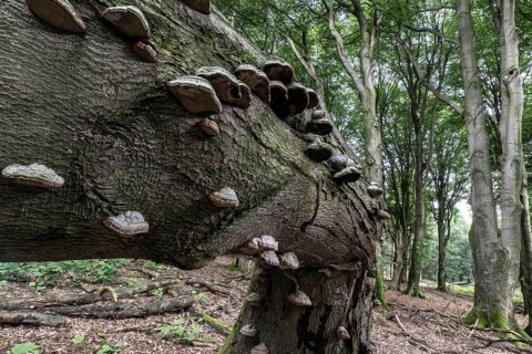 Tinder fungus (Fomes fomentarius) on bent copper beech (Fagus sylvatica), Emsland, Lower Saxony,