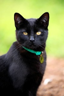 Domestic cat (Felis catus), adult, collar, black cat, portrait, luck, bad luck, Aptos, California,