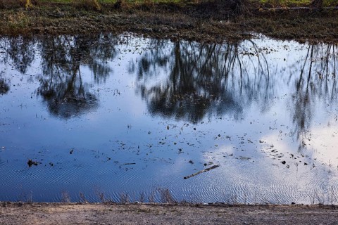 Abstract reflections on the water surface, trees, Alte Elbe, Mühlberg Elbe, Elbe-Elster district,