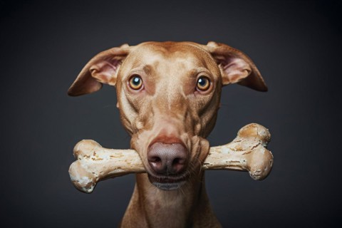 Portrait of cute dog holding large bone in mouth in front of dark background. KI generiert,