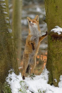 Red fox (Vulpes vulpes), standing on its hind legs between two snow-covered trees in a winter