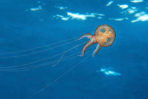 Mauve stinger (Pelagia noctiluca) Fire jellyfish Umbrella jellyfish Cnidarian swims through blue