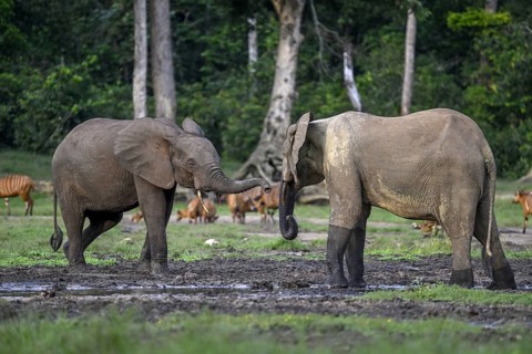 Forest elephants (Loxodonta cyclotis) and bongo antelopes (Tragelaphus eurycerus) in the Dzanga Bai