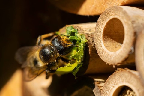 Leafcutter bee (Megachile willughbiella) adult filling a hole in a garden bee hotel with leaves,