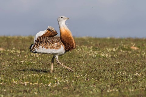Great bustard (Otis tarda) m, Spain, Europe