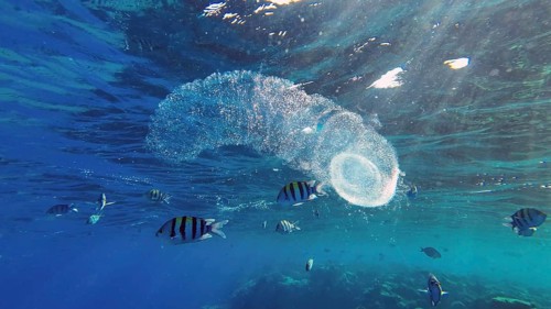 Colonial Pyrosoma Tunicates drifts under surface of blue water in sunlights. Pyrosomes, colony
